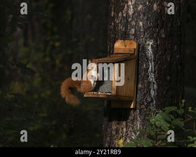 Écureuil roux à la mangeoire dans la forêt de Newborough sur l'île d'Anglesey au pays de Galles, Royaume-Uni, Europe Banque D'Images