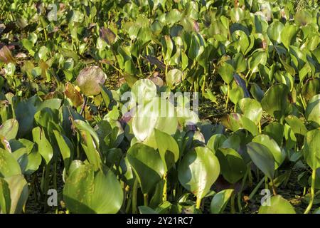 Gros plan d'un lit de jacinthes d'eau dans une rivière, jour ensoleillé, Pantanal Wetlands, Mato Grosso, Brésil, Amérique du Sud Banque D'Images