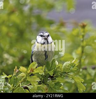 Petit jardin dans la pluie BlueTit adultes d'oiseaux avec de la nourriture pour les jeunes Banque D'Images