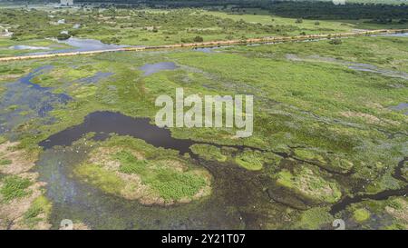 Vue aérienne du magnifique paysage des zones humides du Pantanal avec route Transpantaneira et oiseaux aquatiques, Mato Grosso, Brésil, Amérique du Sud Banque D'Images