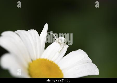 Araignée crabe (Misumena vatia), assise bien camouflée sur la fleur d'une marguerite (Leucanthemum) et se cachant pour sa proie, Velbert, North Rhi Banque D'Images