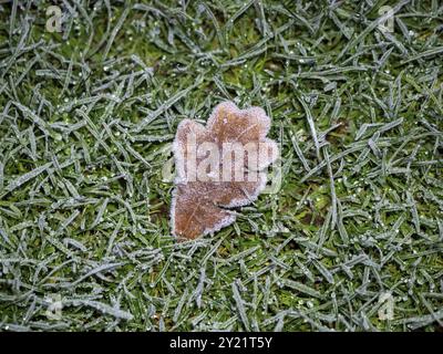 Feuille de chêne couverte de gel le jour d'hiver, sur l'herbe Banque D'Images