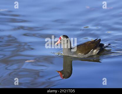 Réflexion de Moorhen commun sur la surface du lac Banque D'Images