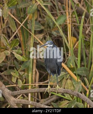 WESTERN Reef Heron debout sur la racine de mangrove à Kotu en Gambie Banque D'Images