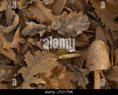Feuilles sur le sol boisé, avec des Galles de chêne sur feuille de chêne Banque D'Images
