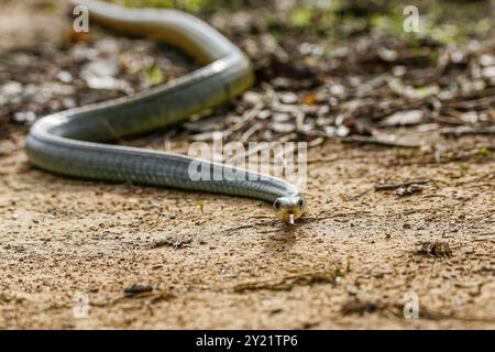 Gros plan d'un serpent Cribo à queue jaune (Drymarchon corais) enroulé sur le sol en terre battue, face à la caméra, Pantanal Wetlands, Mato Grosso, Brésil, Sud A Banque D'Images