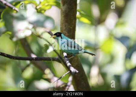 Honeycreeper vert, vue de côté, perché sur une branche sur fond défocalisé, Folha Seca, Brésil, Amérique du Sud Banque D'Images