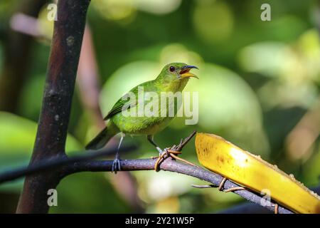 Gros plan d'une femelle Green Honeycreeper perchée sur une branche près d'une banane au soleil, Folha Seca, Brésil, Amérique du Sud Banque D'Images