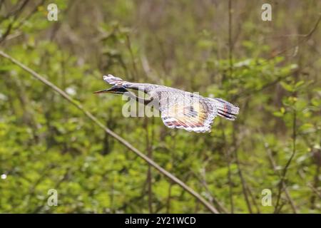 Magnifique Sunbittern à motifs en vol, vue de côté, sur fond vert, ailes déployées, marais du Pantanal, Mato Grosso, Brésil, Amérique du Sud Banque D'Images