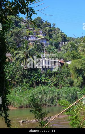 Arbres et étang au jardin botanique des rois à Peradeniya, Kandy, Sri-Lanka. Gros plan, copiez l'espace Banque D'Images