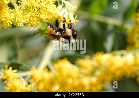 Abeille collectant le pollen d'une fleur de verge d'or au Québec, Canada Banque D'Images