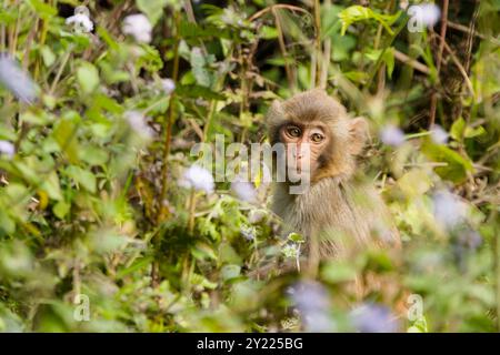 Macaque rhésus indochinois - primate - Macaca mulatta Banque D'Images