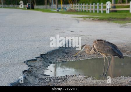 Héron bleu gris isolé perché sur deux pattes debout dans un nid de poule rempli d'eau dans un parking. Regardant à gauche dans le soleil près du coucher du soleil. Herbe verte, Banque D'Images