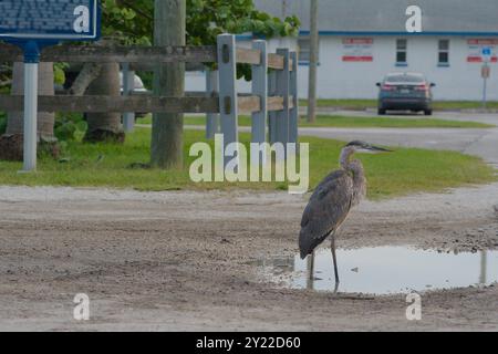 Héron bleu gris isolé perché sur deux pattes debout dans un nid de poule rempli d'eau dans un parking. Regardant droit dans le soleil près du coucher du soleil. Herbe verte, Banque D'Images