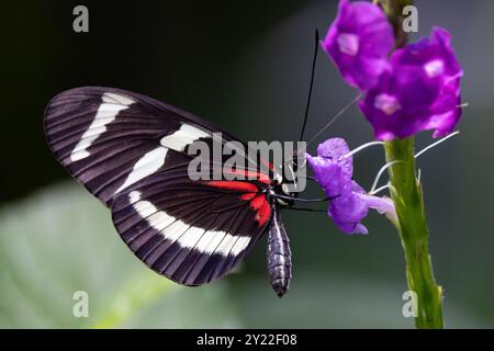 Papillon facteur, Heliconius melpomene Banque D'Images