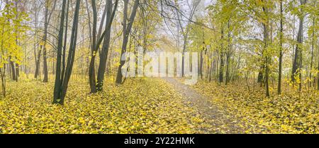 paysage automnal dans le parc de la ville. arbres aux feuilles dorées vibrantes et feuillage tombé sur le sol. Banque D'Images