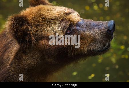 Brown Bear face gros plan, fourrure mouillée et emmêlée, avec une expression triste, regardant vers le haut le zoo de Dehiwala, au Sri Lanka Banque D'Images