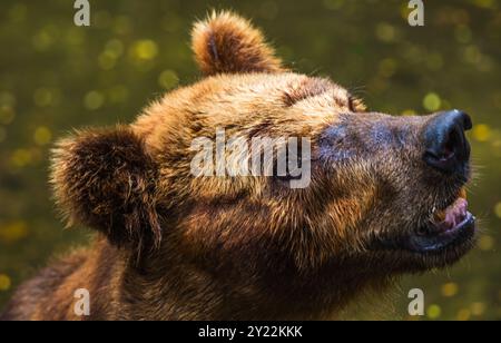 Brown Bear face gros plan, fourrure mouillée et emmêlée, avec une expression triste, regardant vers le haut le zoo de Dehiwala, au Sri Lanka Banque D'Images