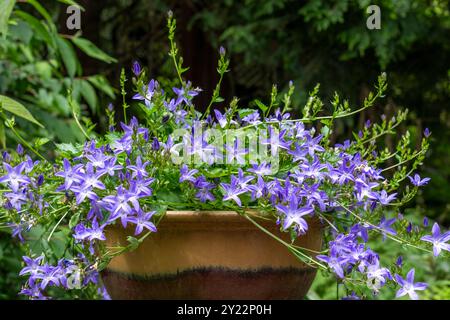 Issaquah, Washington, États-Unis. Bellflower (Campanula'Blue Waterfall') fleurissant dans un pot d'argile. Banque D'Images