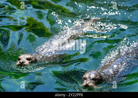 Zoo et aquarium de point Defiance, Tacoma, Washington, États-Unis. Nage au phoque commun Banque D'Images