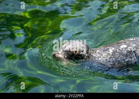 Zoo et aquarium de point Defiance, Tacoma, Washington, États-Unis. Nage au phoque commun Banque D'Images