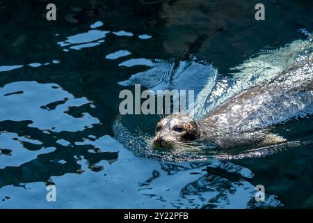 Zoo et aquarium de point Defiance, Tacoma, Washington, États-Unis. Nage au phoque commun Banque D'Images