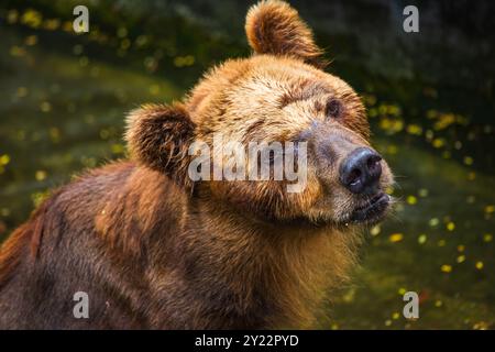 Brown Bear face gros plan, fourrure mouillée et emmêlée, avec une expression triste, regardant vers le haut le zoo de Dehiwala, au Sri Lanka Banque D'Images