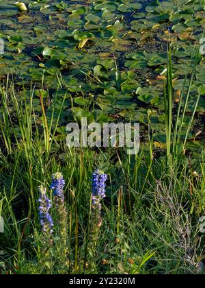 La grande Lobelia bleue (Lobelia siphilitica) pousse sur le bord d'une zone de marais de la rivière DesPlaines avec Lily Pads en arrière-plan, DesPlaines Ri Banque D'Images