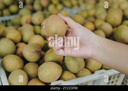 La main d'une personne tenant un fruit sapodilla avec des paniers pleins de fruits en arrière-plan. Banque D'Images