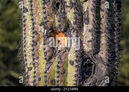 Un cactus en fleurs dans le parc national de Saguaro, Arizona Banque D'Images