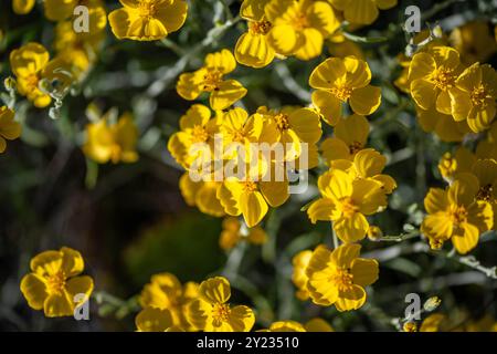 Un cactus en fleurs dans le parc national de Saguaro, Arizona Banque D'Images