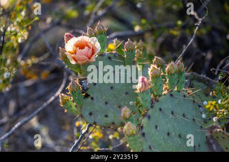 Un cactus en fleurs dans le parc national de Saguaro, Arizona Banque D'Images