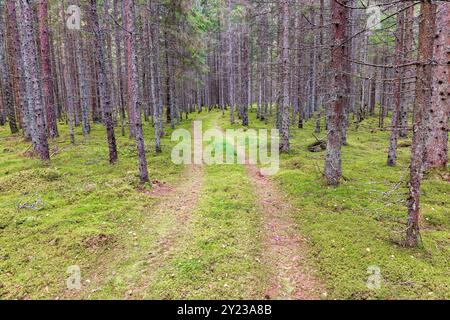 Chemin de terre dans une forêt d'épicéas Banque D'Images