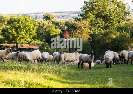 Troupeau de moutons sur la belle prairie de montagne. Paysage pittoresque fond sur terrain montagneux. Banque D'Images