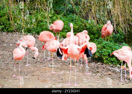 Flamants roses dans un environnement naturel. Oiseaux avec plumage rose. Banque D'Images