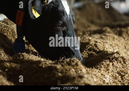 Belles vaches sur la ferme profiter, concept de ferme de vache, Portrait Holstein vaches dans la ferme moderne animal d'élevage avec la lumière du soleil Banque D'Images