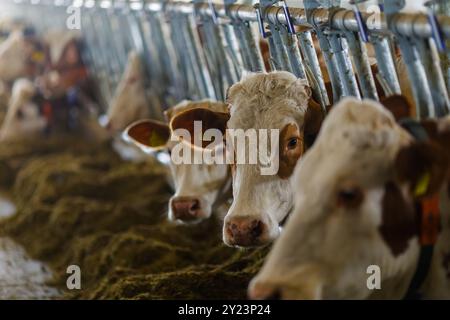 Belles vaches sur la ferme profiter, concept de ferme de vache, Portrait Holstein vaches dans la ferme moderne animal d'élevage avec la lumière du soleil Banque D'Images