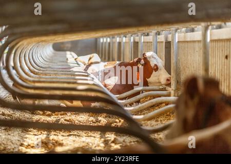 Belles vaches sur la ferme profiter, concept de ferme de vache, Portrait Holstein vaches dans la ferme moderne animal d'élevage avec la lumière du soleil Banque D'Images