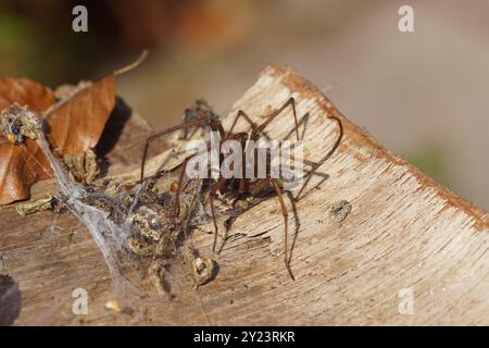 Gros plan araignée à poussière, araignée à lapin (Tegenaria atrica). Les araignées familiales en entonnoir (Agelenidae). Sur une vieille planche de bois altérée avec toile. Été, Banque D'Images