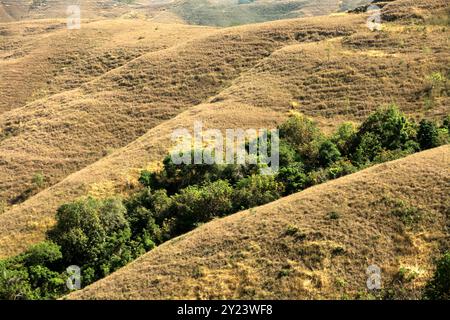 Végétation dense dans une vallée étroite, au milieu de prairies sèches sur un paysage vallonné pendant la saison sèche sur l'île de Sumba, Indonésie. Banque D'Images