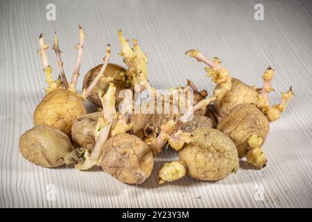 Groupe de tubercules de pommes de terre jaunes germés. De vieilles pommes de terre en germination avec des yeux, un trou oculaire, un bourgeon sont apparues pour la plantation de printemps en gros plan Banque D'Images