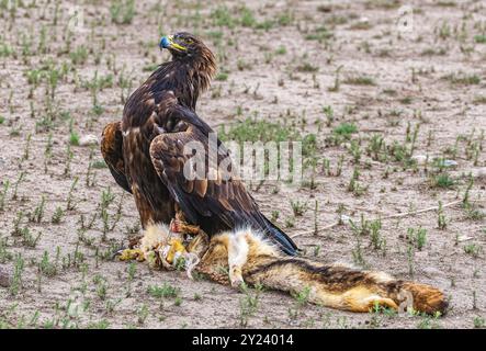 Falconeers falcon au Kirghizistan Banque D'Images