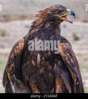 Falconeers falcon au Kirghizistan Banque D'Images