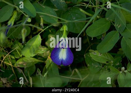 Fleur de Clitoria ternatea poussant dans la nature. Pigeonwings asiatiques. Bluebellvine. Pois bleu. Pois papillon. Banque D'Images