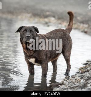 Pauvre chien de rue solitaire debout dans l'eau d'inondation de pluie sans-abri arrière-plan flou Banque D'Images