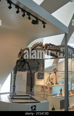 L'impressionnant squelette de dinosaure carnivore imposant dans l'exposition du musée d'histoire naturelle captive les visiteurs de tous âges. Majestueux prédateur préhistorique Banque D'Images