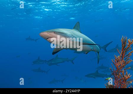 Requin de récif des Caraïbes et frisson de requins Banque D'Images