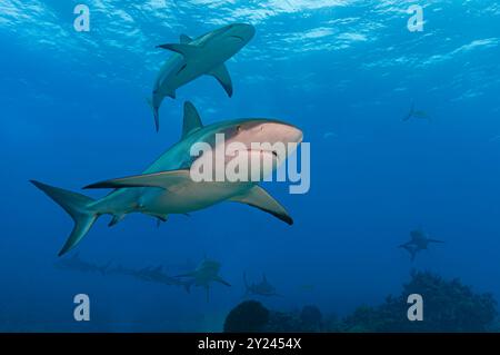 Requins de récif des Caraïbes dans une eau peu profonde bleu clair Banque D'Images