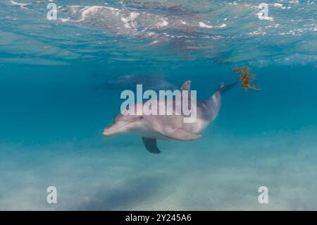 Les grands dauphins indo-pacifiques Banque D'Images