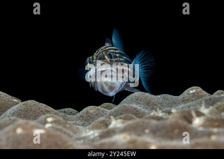 Mâle cardinalfish à grandes dents, avec des œufs dans sa bouche planant au-dessus du corail Banque D'Images